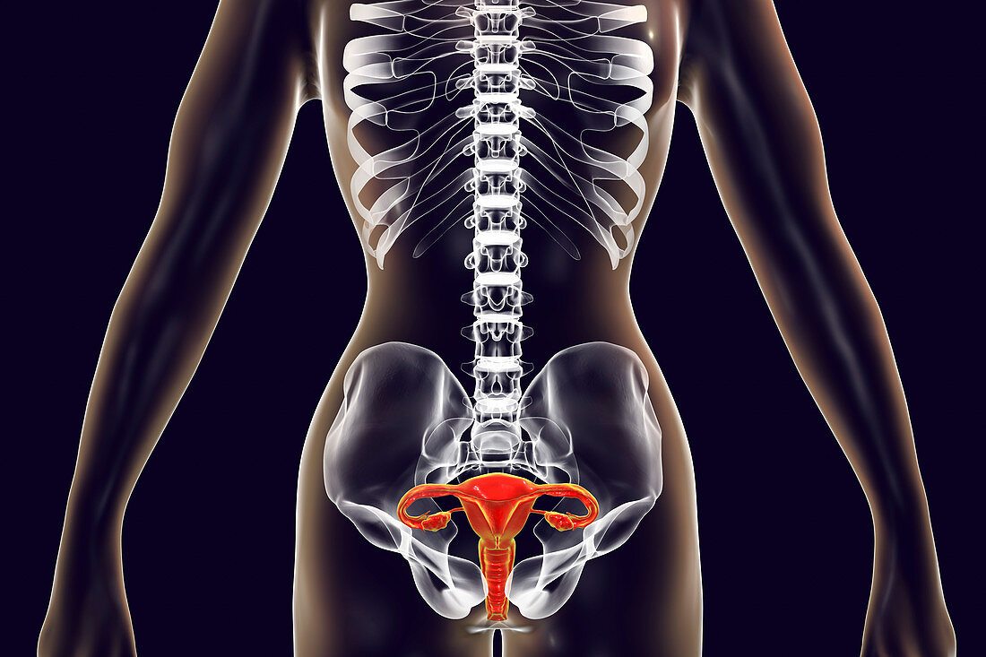 Female reproductive system, illustration