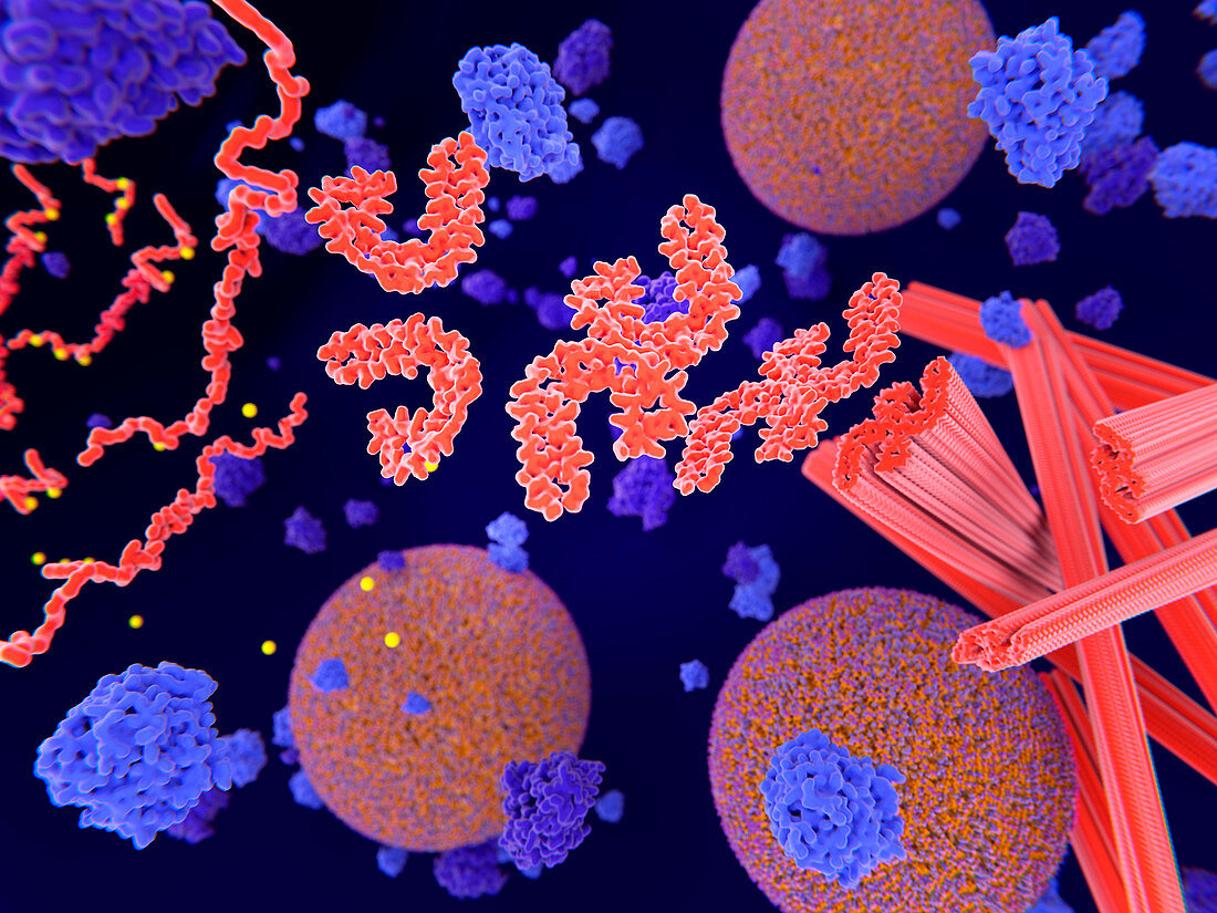 Tau protein in Alzheimer's disease, illustration
