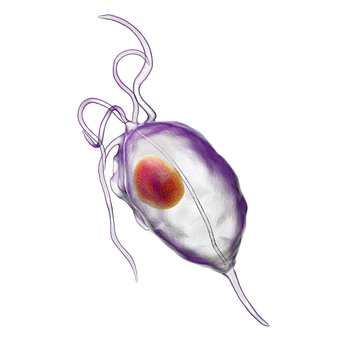 Trichomonas vaginalis, illustration