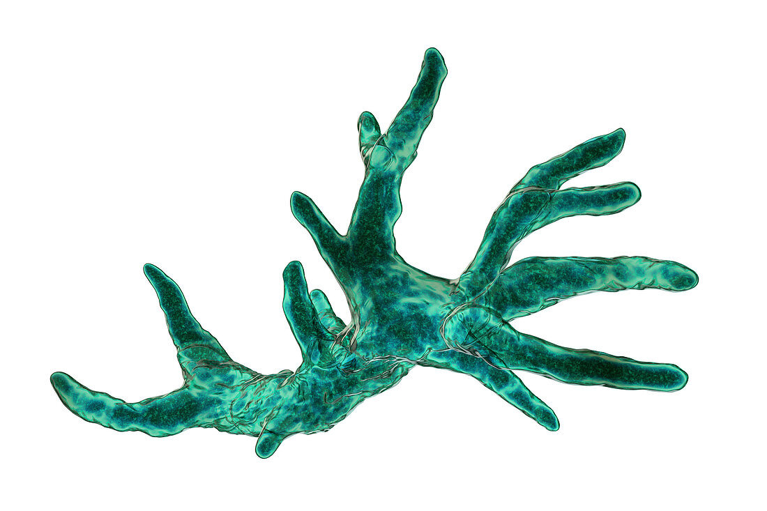 Balamuthia amoeba, illustration