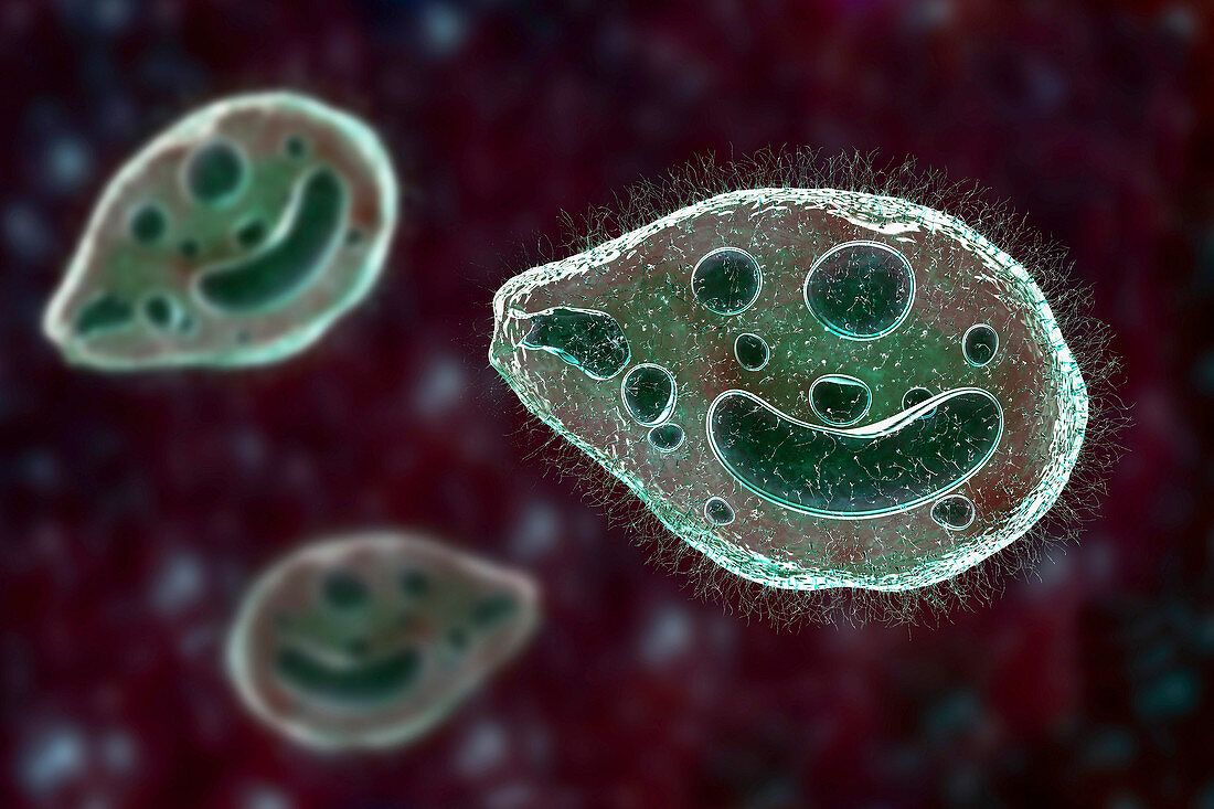 Balantidium coli protozoan, illustration