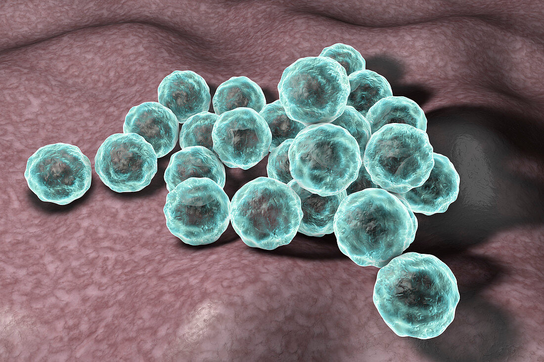 Chlamydia trachomatis bacteria, illustration
