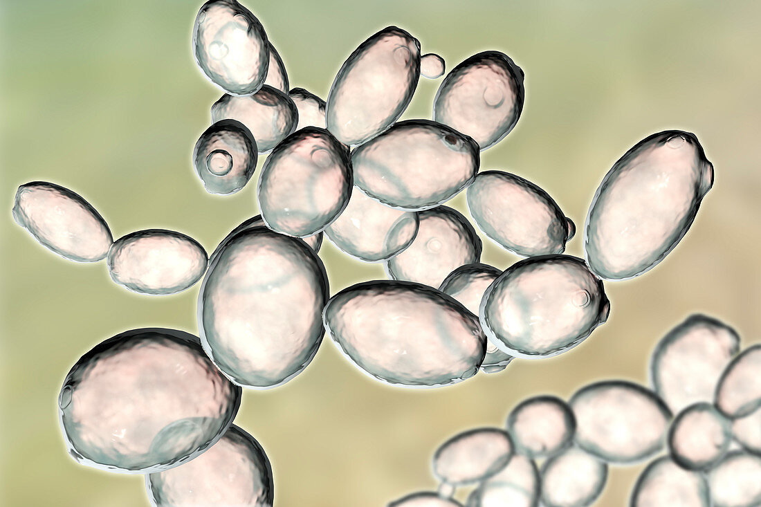 Yeast Saccharomyces cerevisiae, illustration