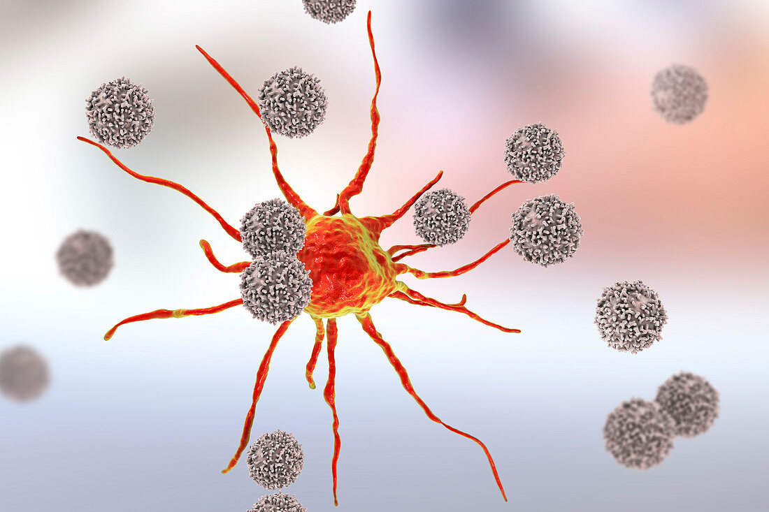 T-lymphocytes attacking cancer cell, illustration