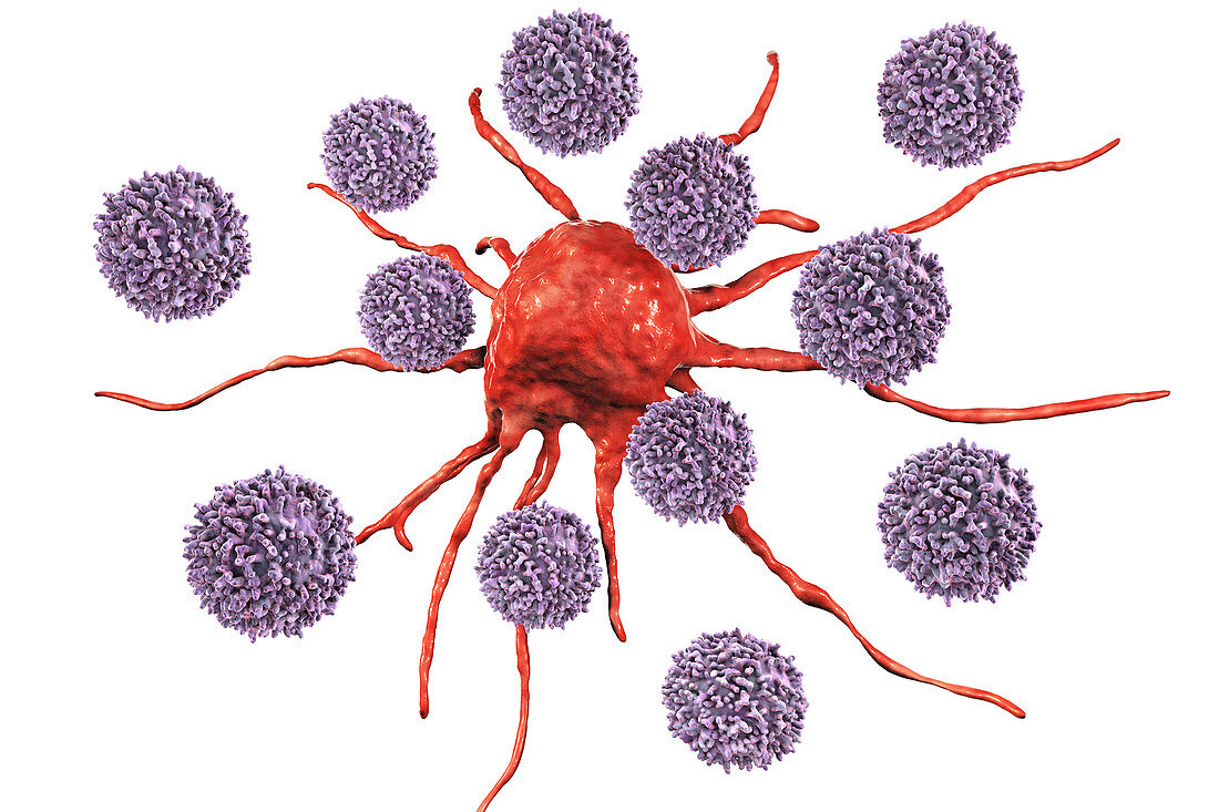 T-lymphocytes attacking cancer cell, illustration