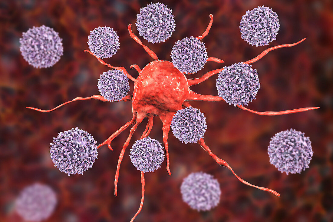 T-lymphocytes attacking cancer cell, illustration