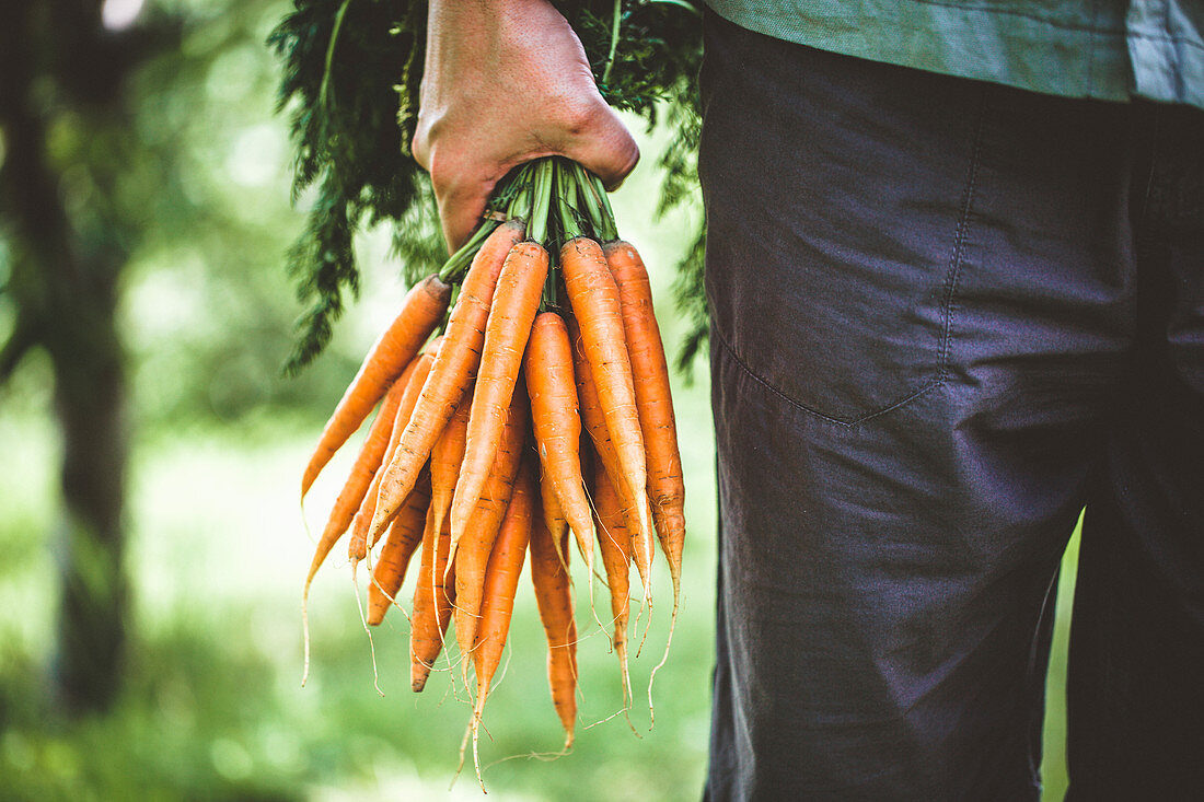 Hand hält ein Bund Bio-Karotten