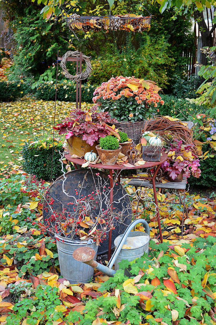 Autumn Arrangement With Chrysanthemum And Perennials In The Garden