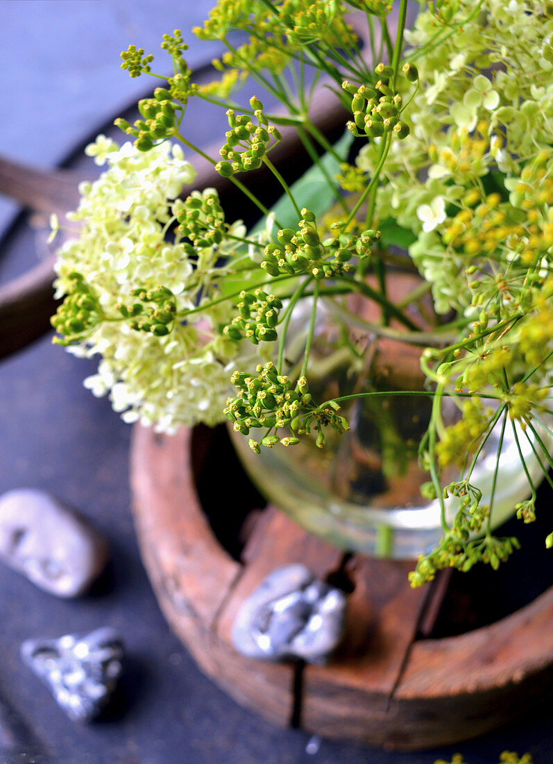 Samenstand vom Fenchel mit Hortensienblüte