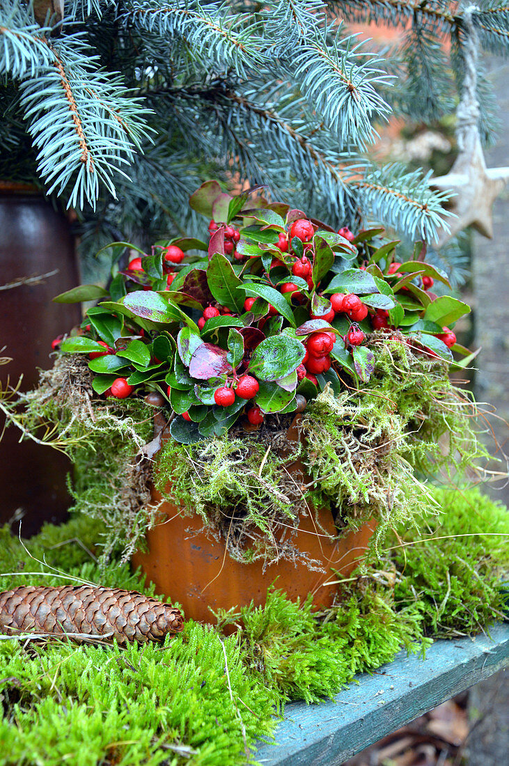 Wild Berry In A Pot With Moss
