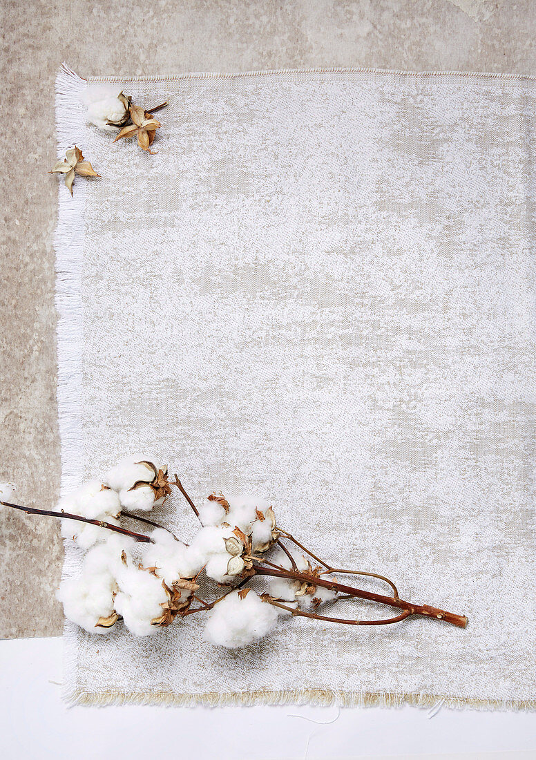 Cotton (Gossypium herbaceum)