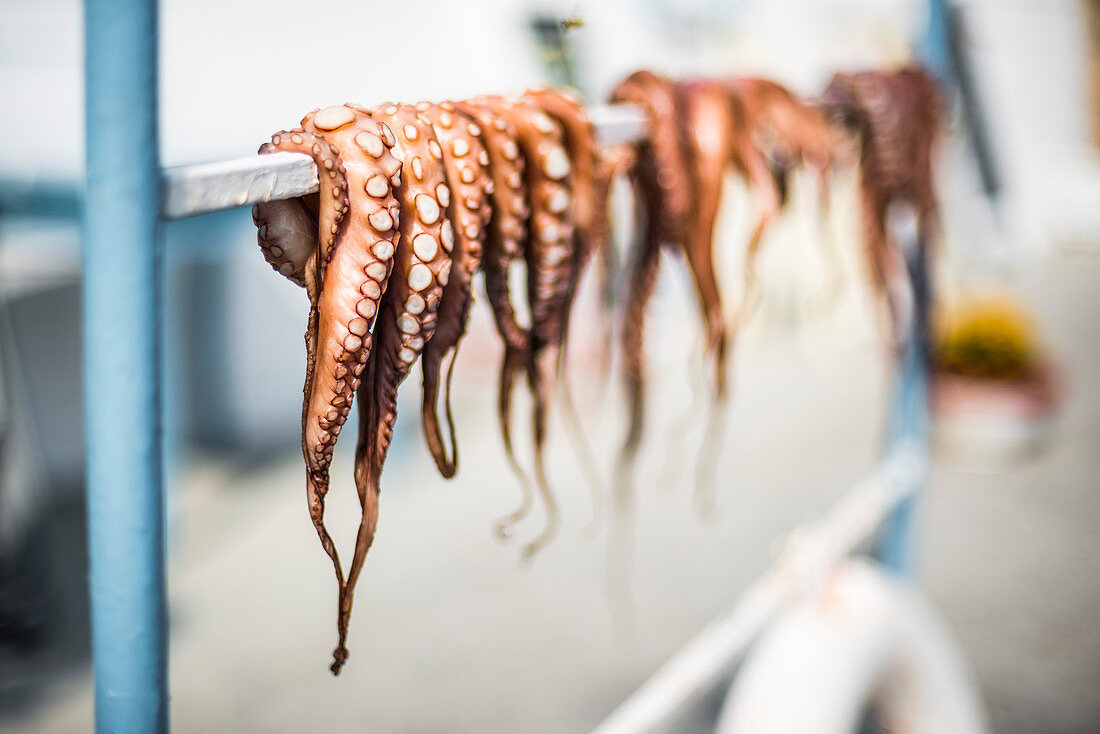 Getrocknete Kraken in Ermioni, Peloponnes, Griechenland