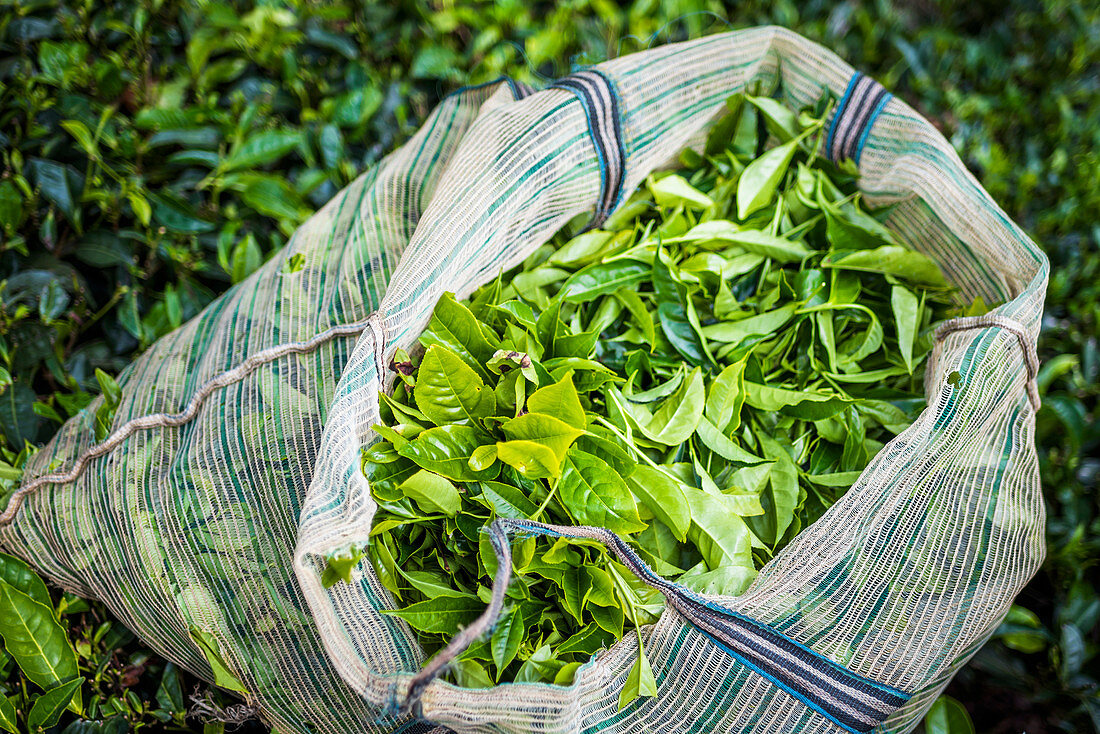 Teeplantagen in Munnar, Kerala, Indien