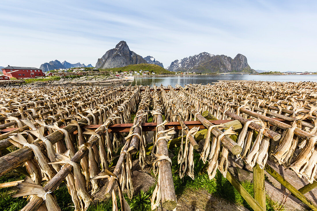 Kabeljau trocknet auf Holzgestellen in der Sonne (Reine, Lofoten-Inseln, Arktis, Norwegen, Skandinavien)