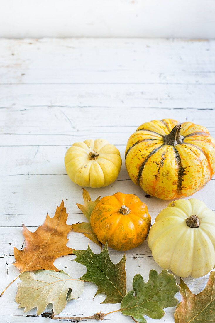 Various pumkins on a white background