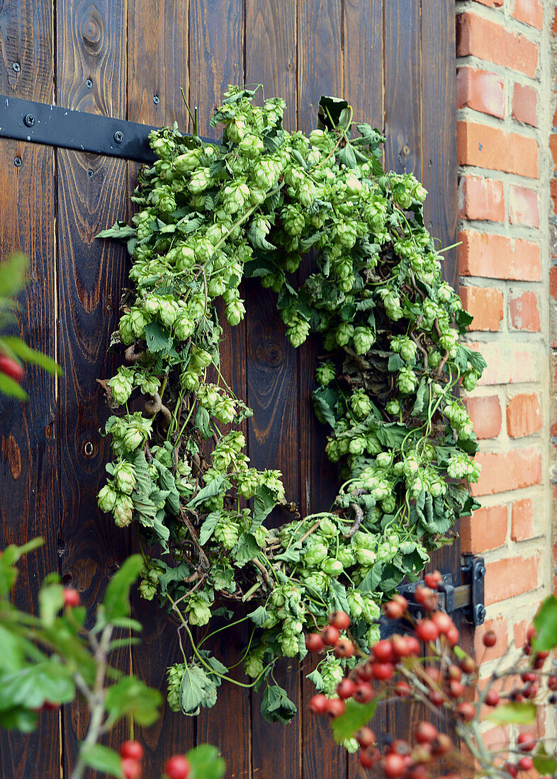 Hop Wreath At The Barn Door