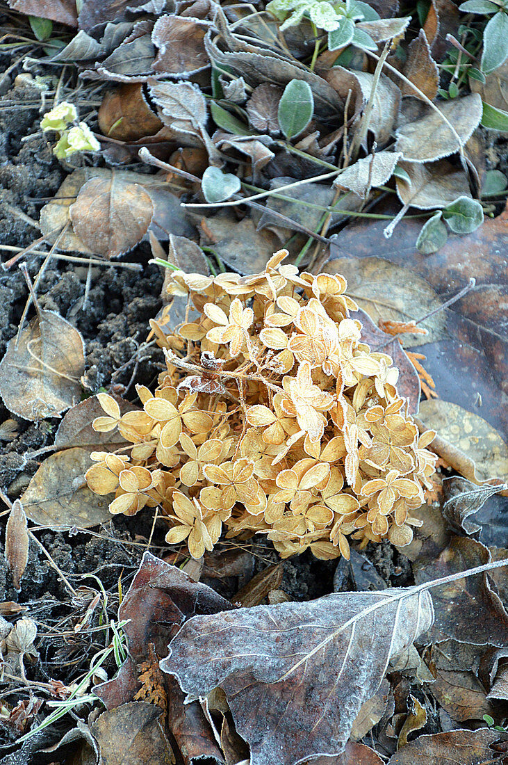 Dried Hydrangea Blossom In Winter