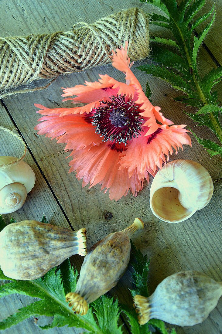 Blossom Of Turkish Poppy 'pink Ruffles' With Seed Pods And Snail Shell