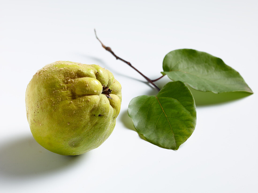A quince and two leaves