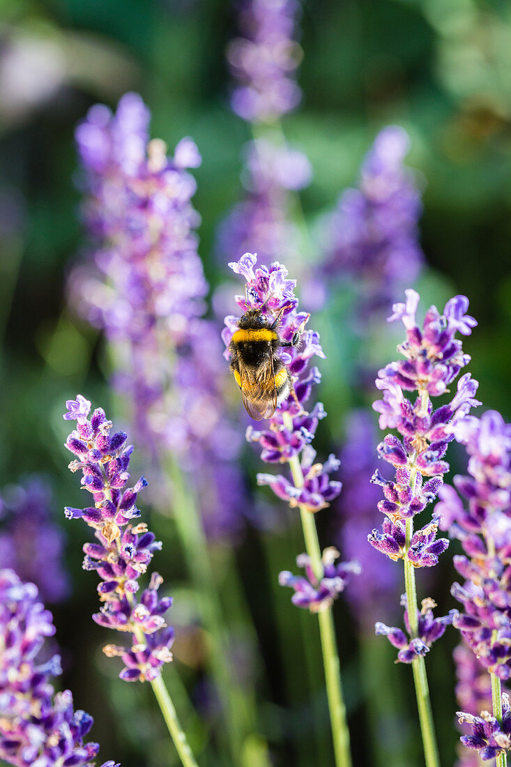 Bumblebee On Lavender Flowers