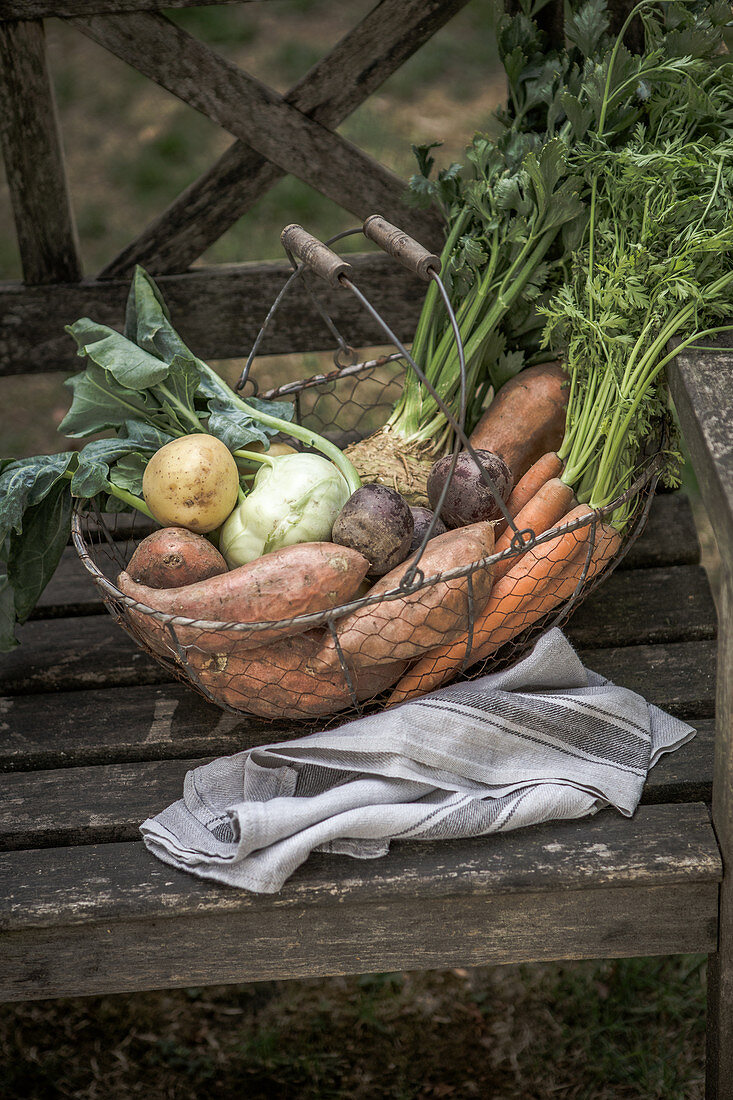 A wire basket with tuber vegetables (celery, kohlrabi, sweet potato, beetroot, carrots, potatoes)