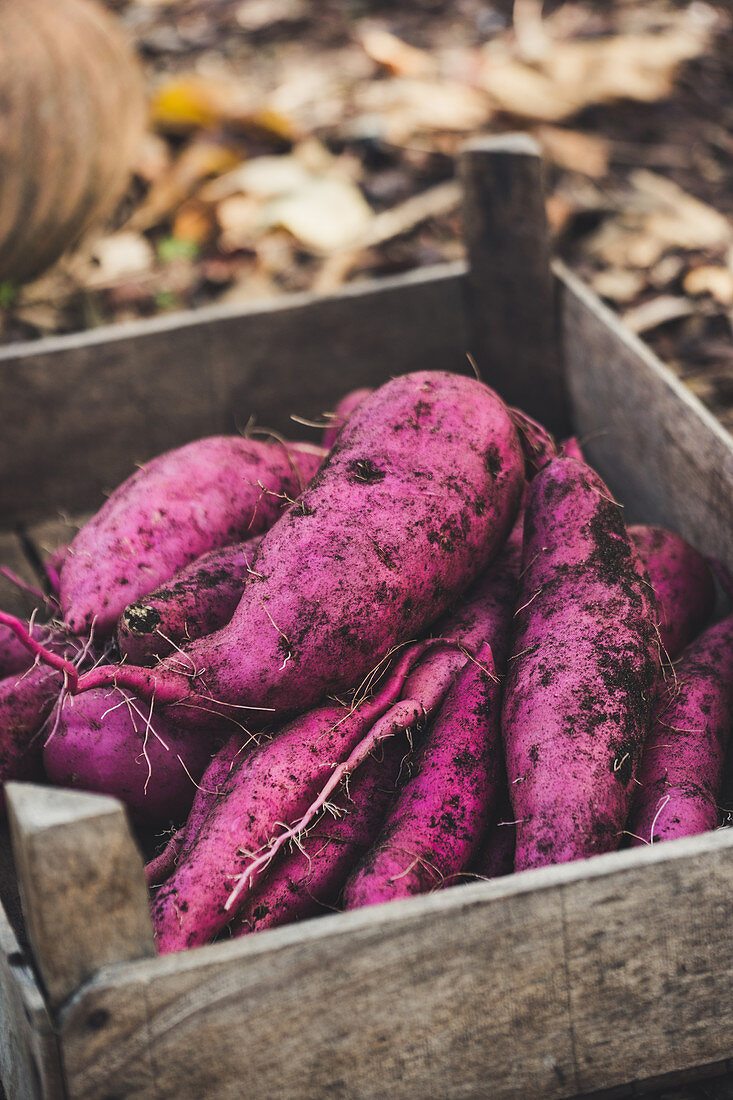 A wooden box with purple sweet potatoes