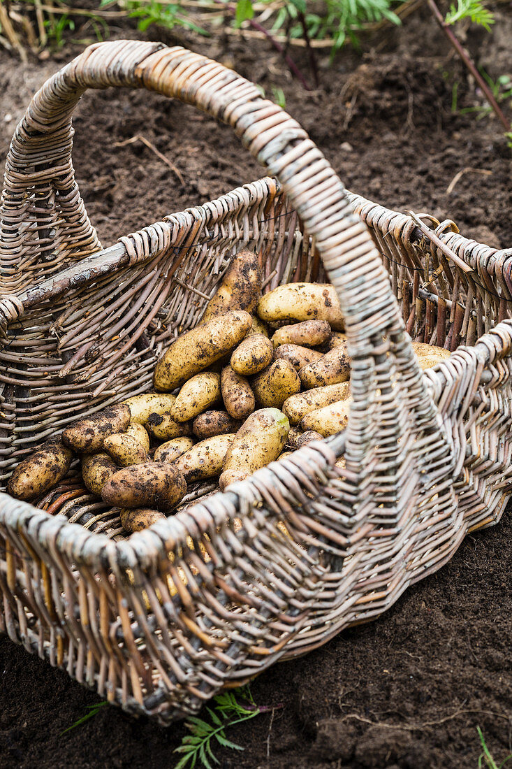 A basket of freshly harvested potatoes