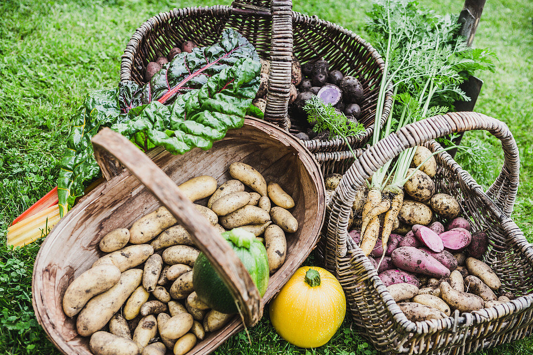 Harvesting baskets with different types of potatoes, carrots, chard and round zucchini