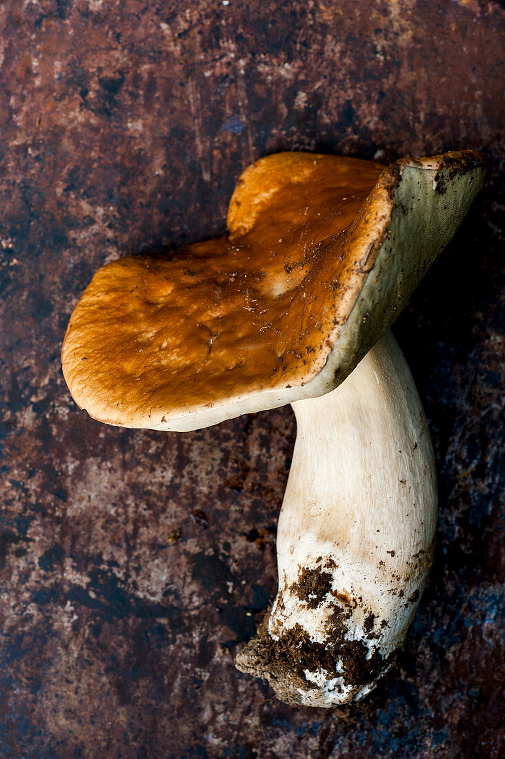 Boletus edulis- wild porcini mushroom