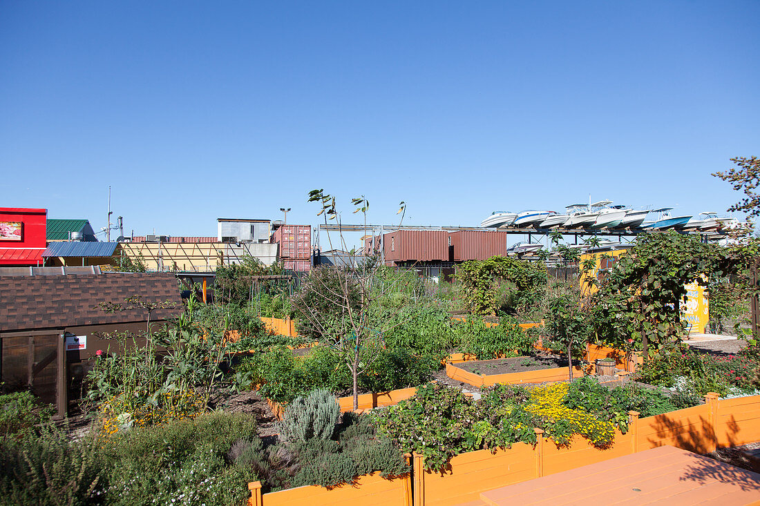 Garten mit Gemüsepflanzen in der Stadt