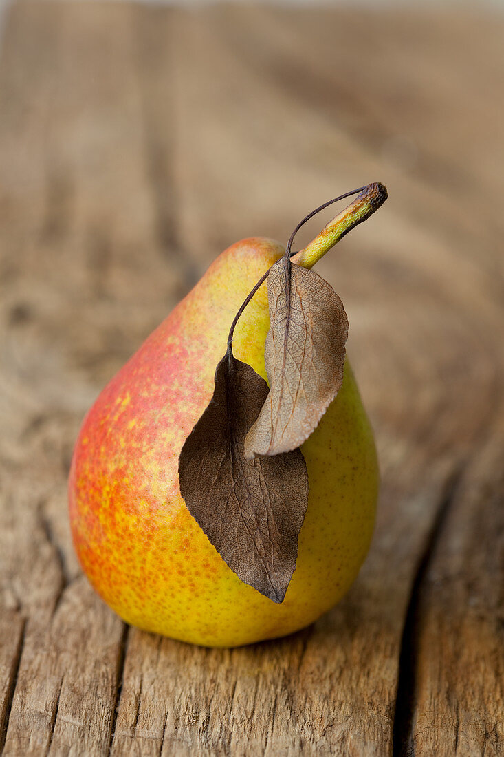 An organic pear with dry leaves