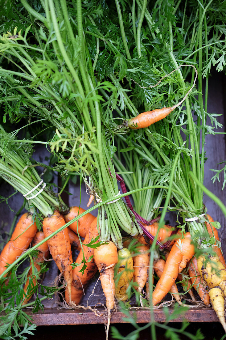 Freshly pulled carrots dispplayed on a box