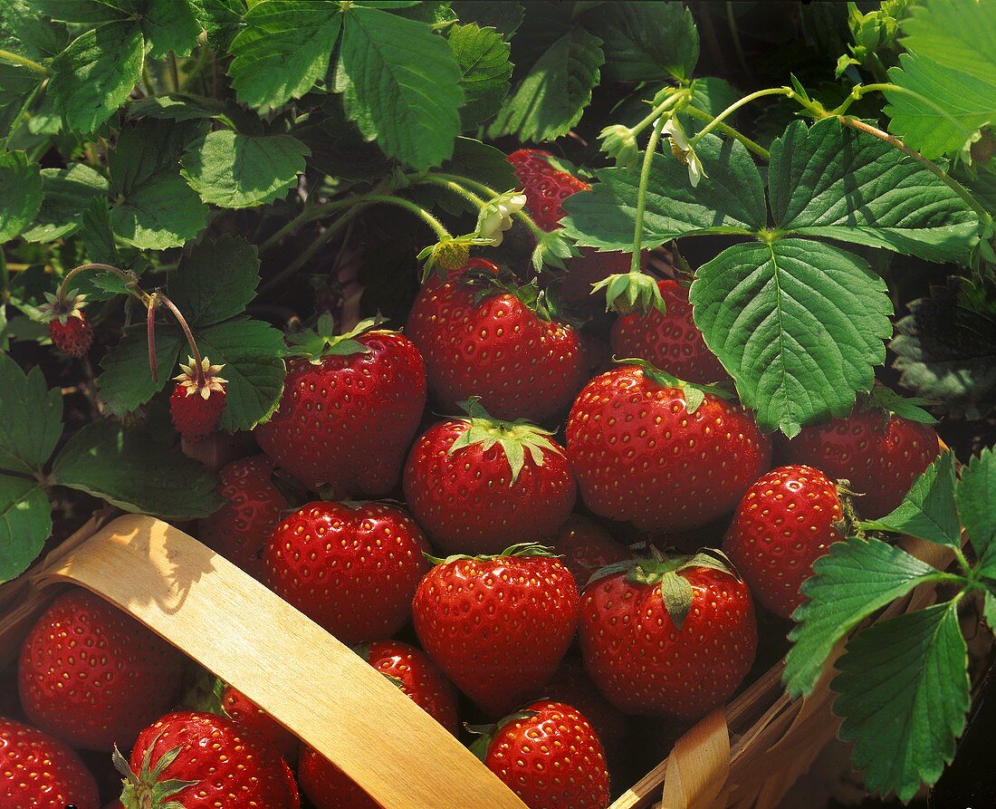 Erdbeeren im Korb zwischen Erdbeerpflanzen