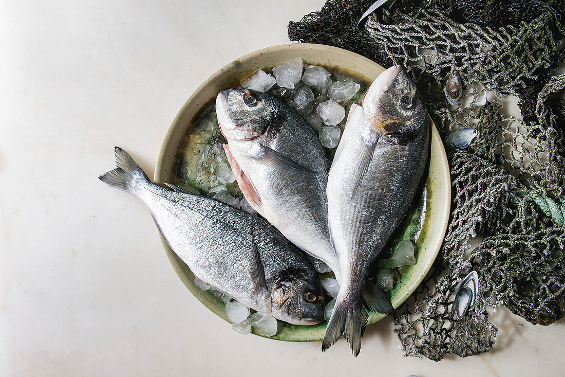 Raw uncooked gutted sea bream or dorado fish on ceramic plate with ice and old sea fishing nets and shells