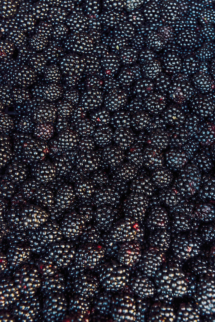 A pile of fresh blackberries