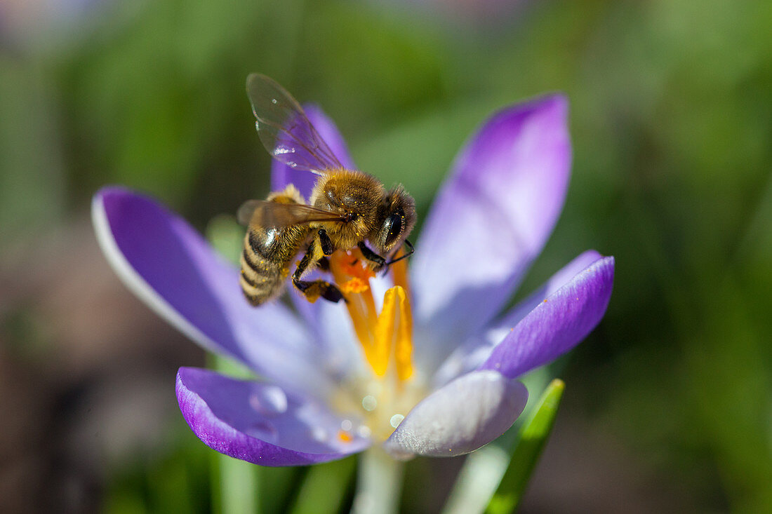 Honey Bee at crocus flower, Apis mellifera, Bavaria, Germany