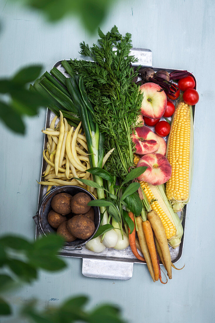 Verschiedene Gemüsesorten, Maiskolben und Obst für Sommersalate