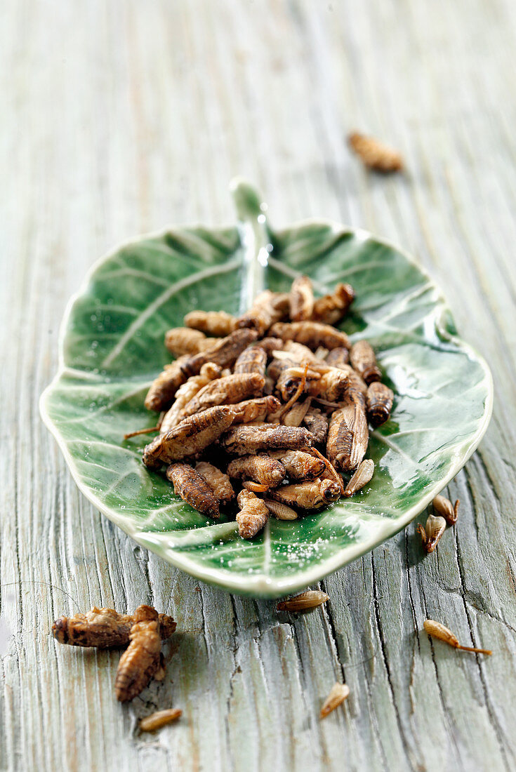 Baked grasshoppers on a green ceramic plate
