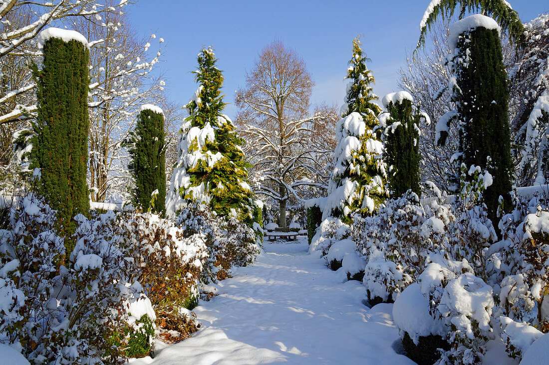 Snowy path leading between clipped yew columns, false cypresses and shrubs