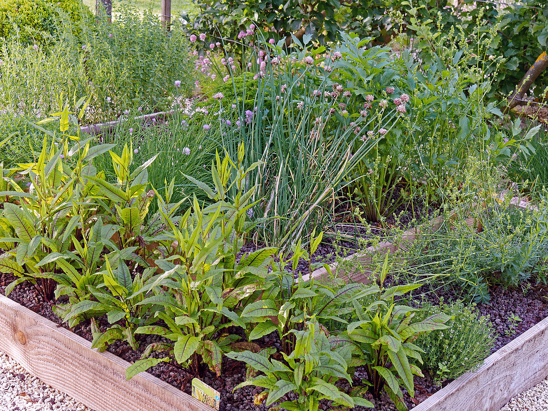 Bloody sorrel and chives in raised bed made from planks