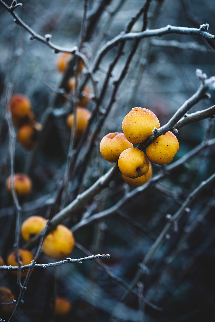 Ornamental quinces (Chaenomeles) on a twig after a frost