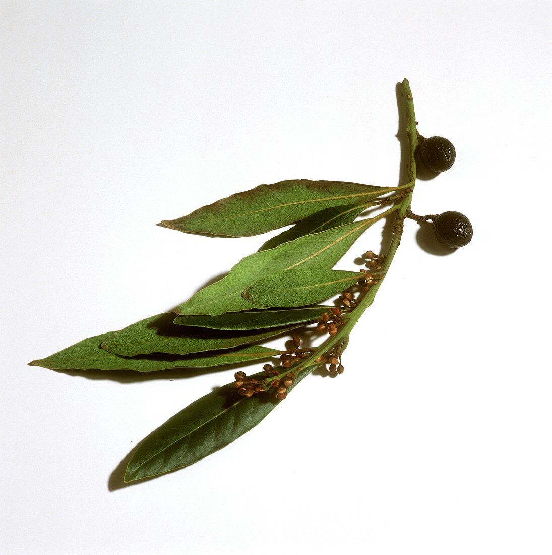 Bayleaves on the Branch