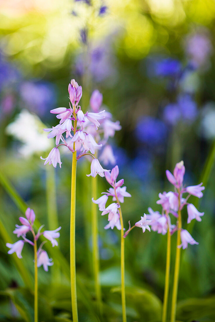 Bluebell - flowers