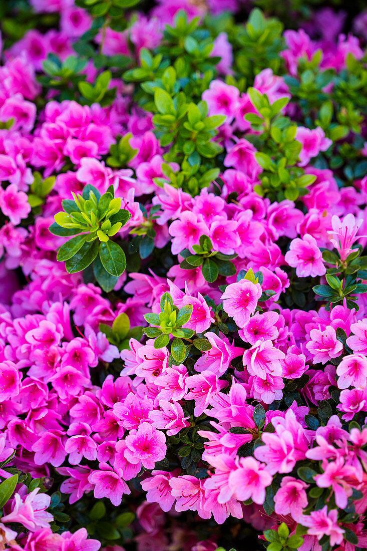 Blooming azalea