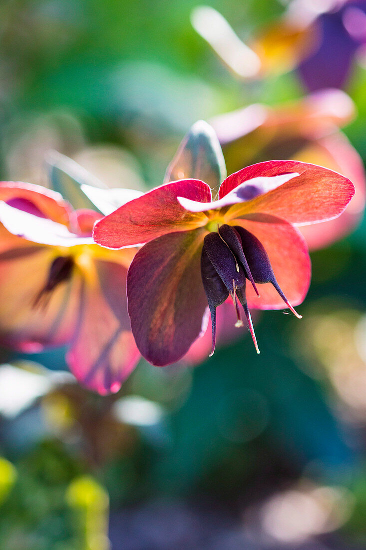 Faded flower of Christmas rose with seed set