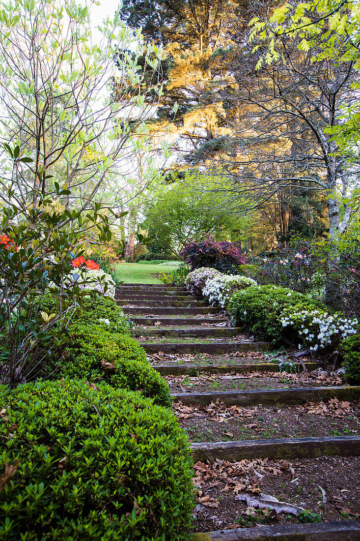 Path in the garden, lined with Japanese azaleas as a hedge