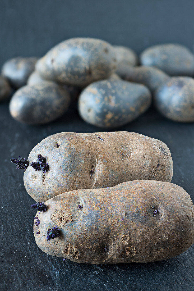 Blaue Kartoffeln (Sorte: Blauer Schwede), austreibend