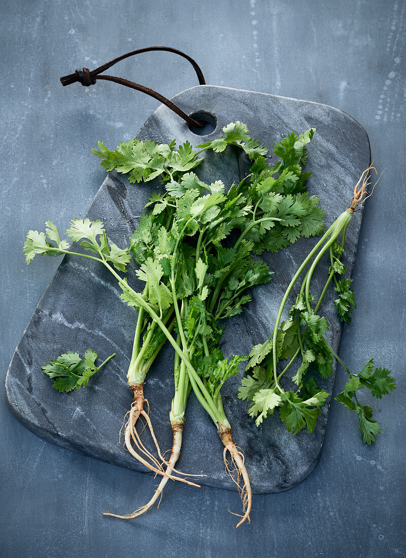 Coriander with roots on a grey marble board