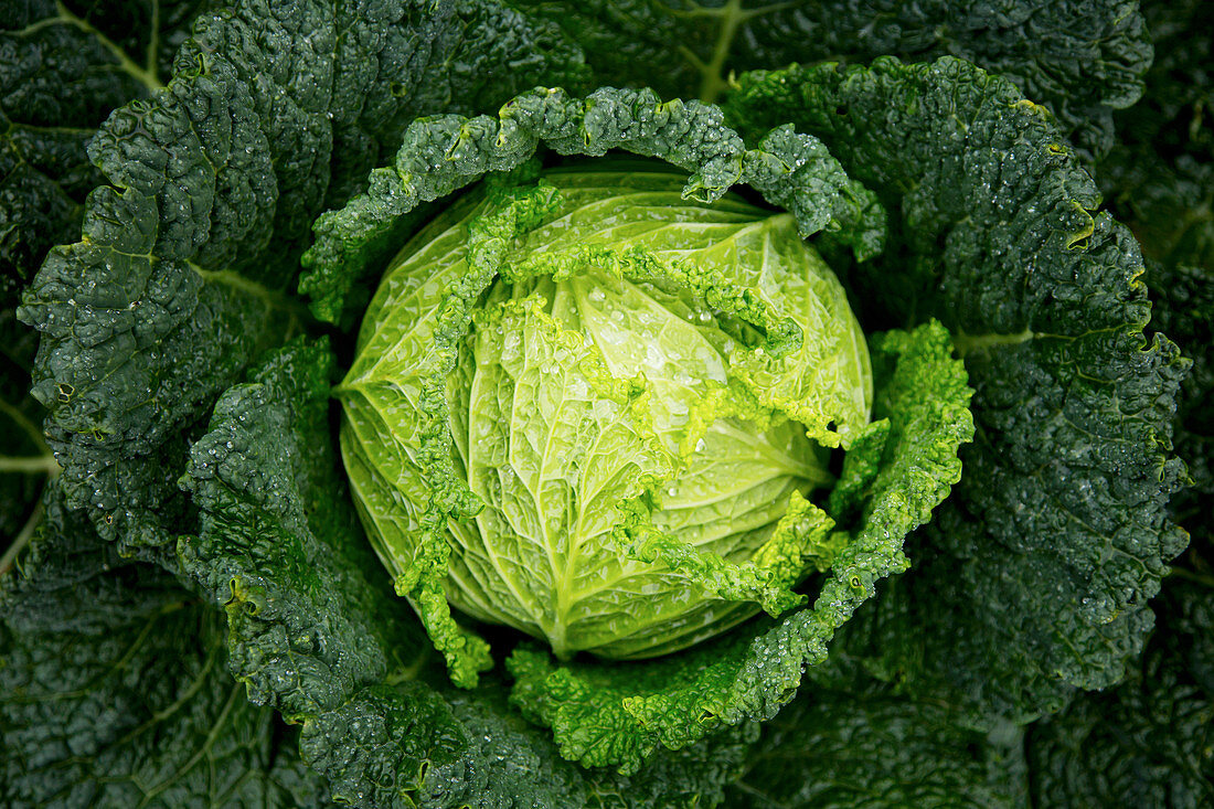 Beautiful cabbage