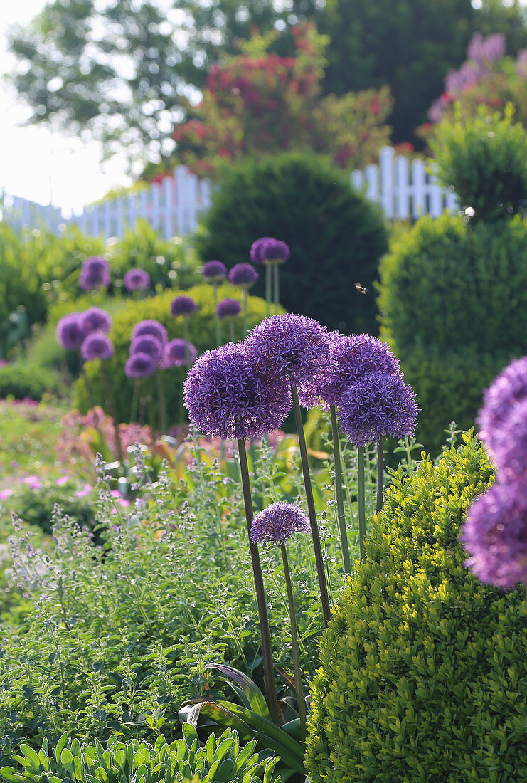 Purple-flowering alliums and box balls in bed